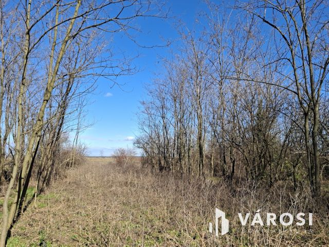 Családi ház Szőcön, ahol van hely élni